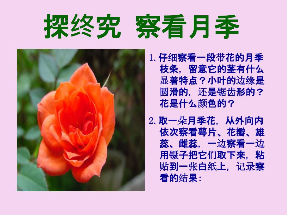 生物1.2学会观察ppt课件_第2页