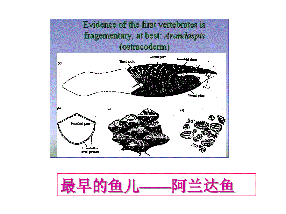 人教最新版七年级语文上册第五单元21课化石吟.ppt_第3页