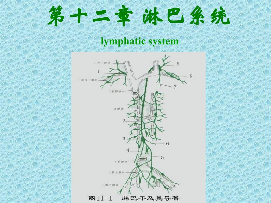 系统解剖学：第十二章 淋巴系统_第1页