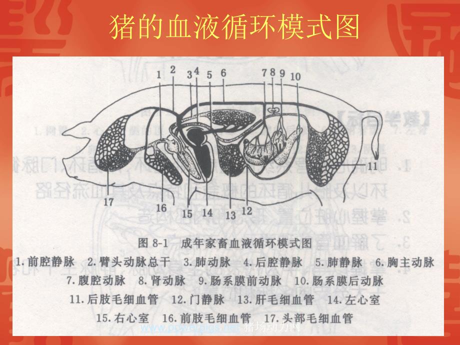 猪的采血技术_第4页