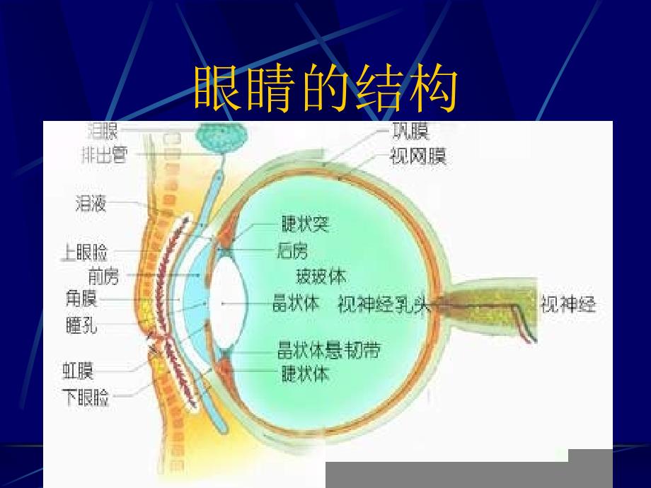 近视眼的预防ppt课件_第3页