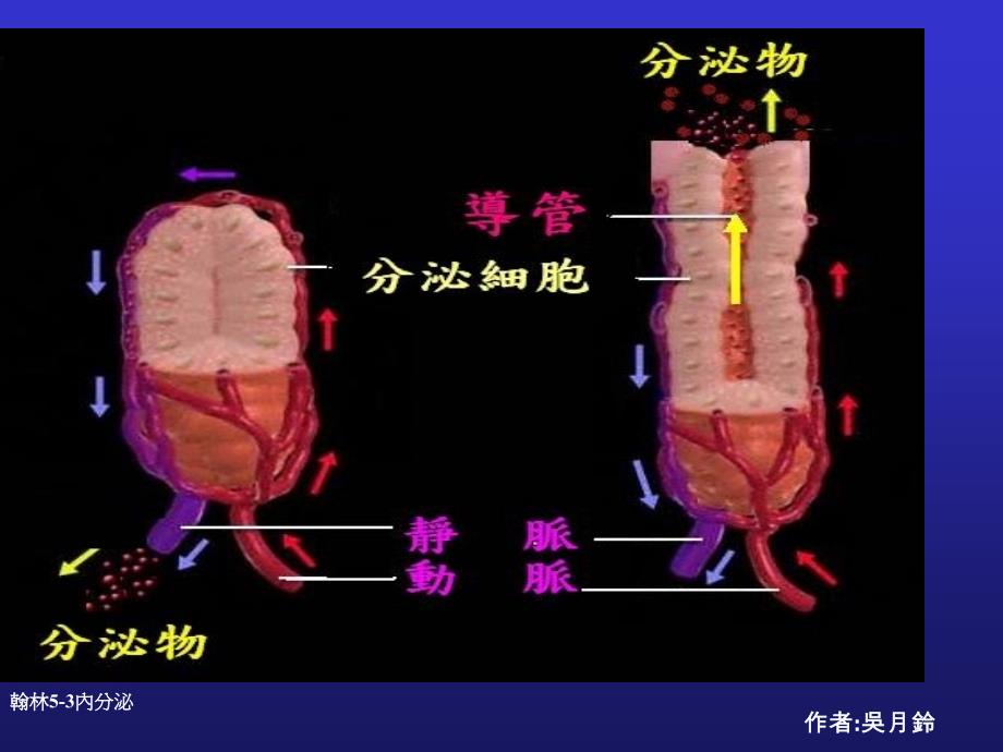 减肥篇毛毛虫变成蝴蝶_第4页