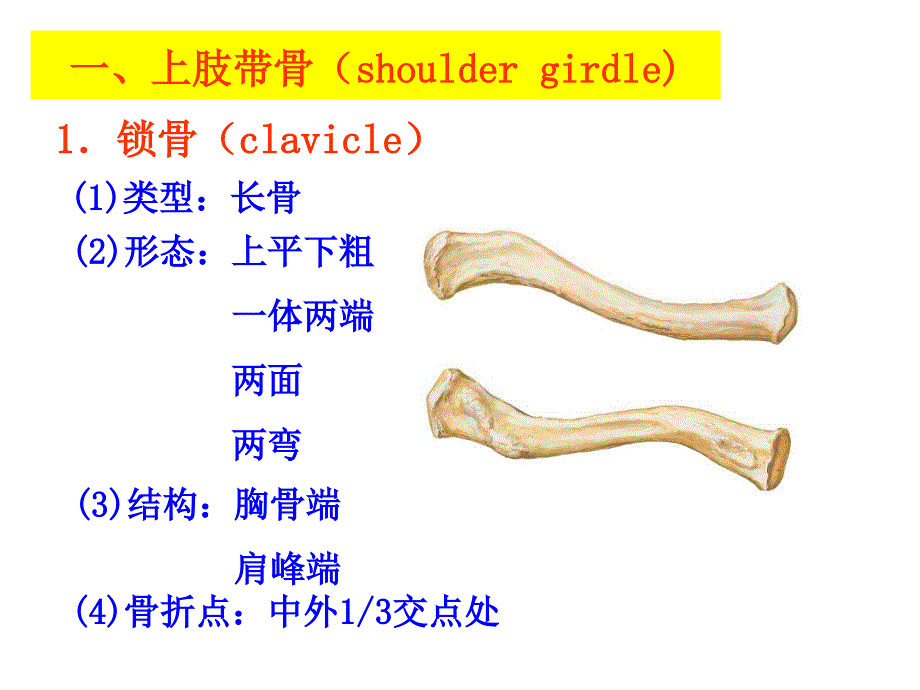 系统解剖学：上肢骨_第4页