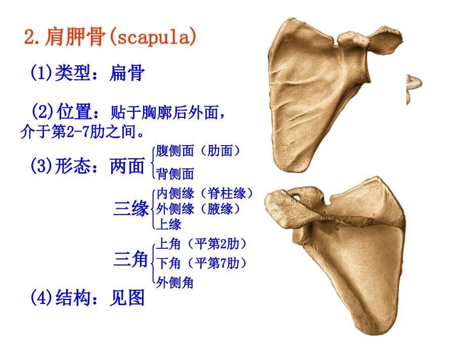 系统解剖学：上肢骨_第5页