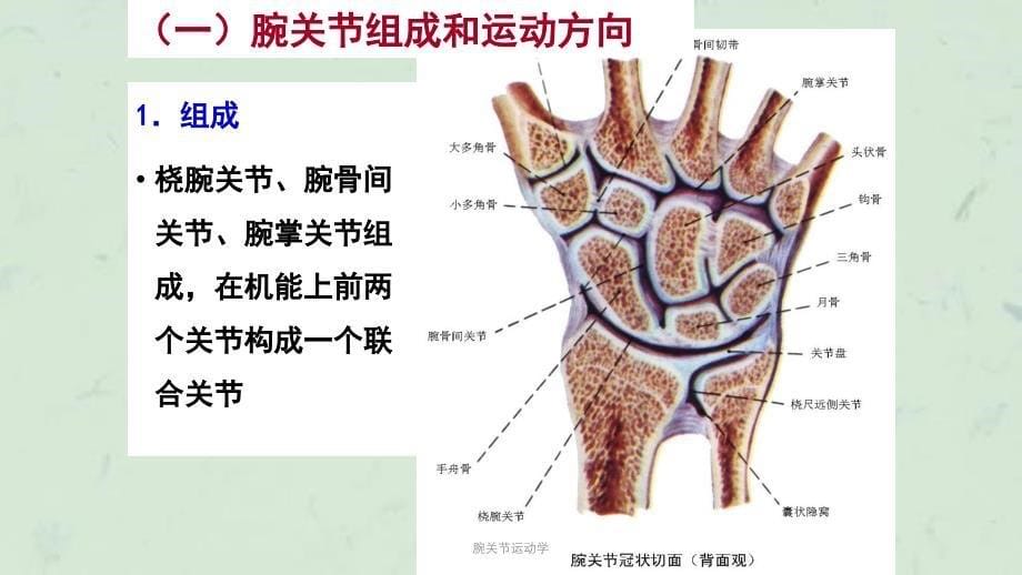 腕关节运动学课件_第5页