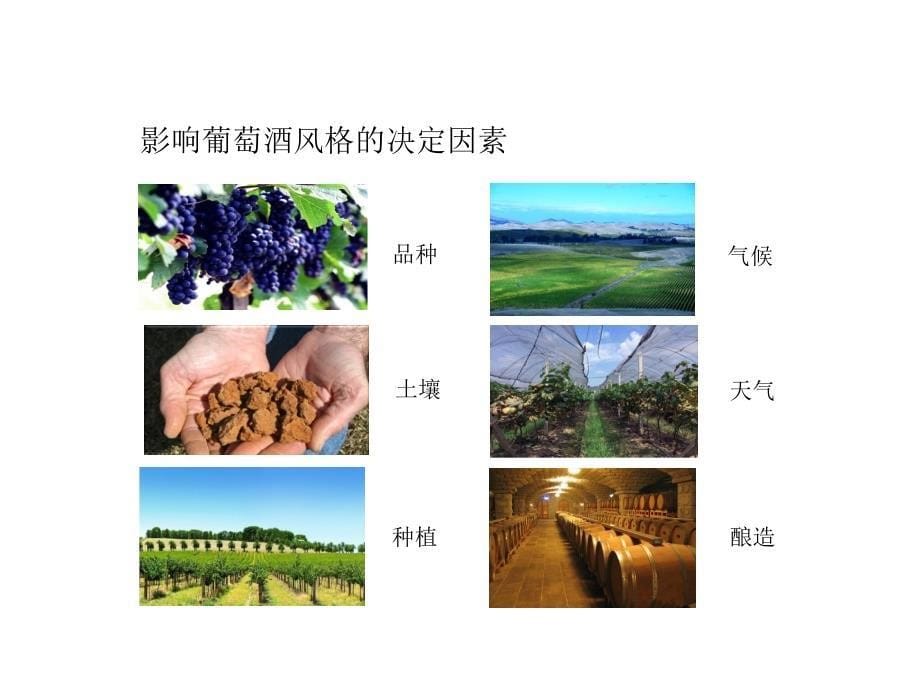 葡萄酒培训(澳大利亚)#上课课堂_第5页