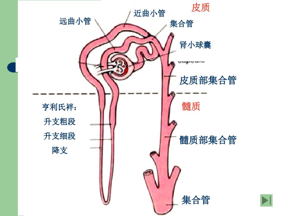 兽医药理学利尿药与脱水药_第3页