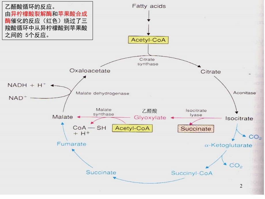 推荐PPT乙醛酸循环_第2页