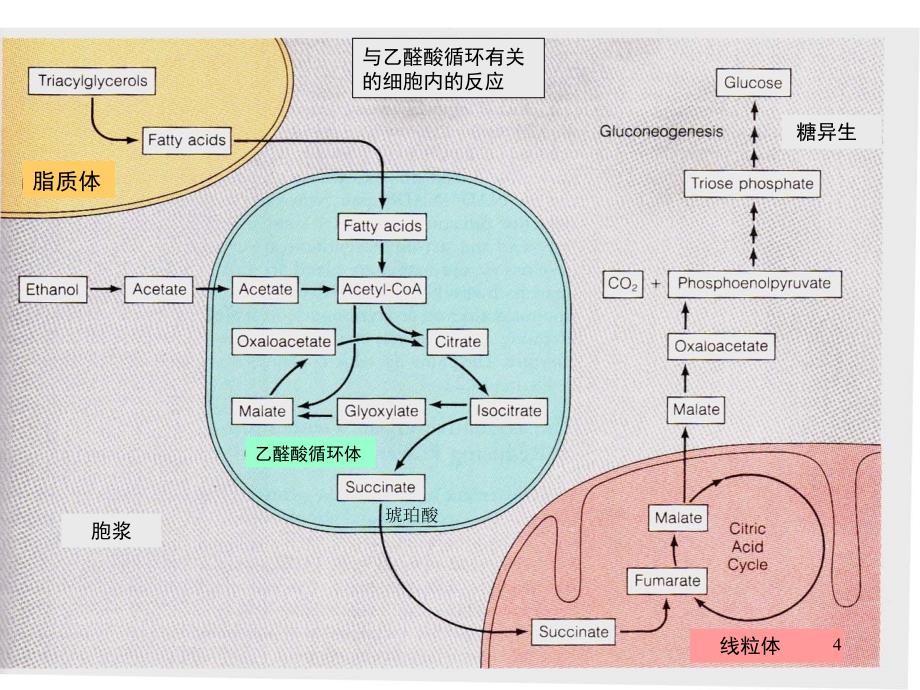 推荐PPT乙醛酸循环_第4页