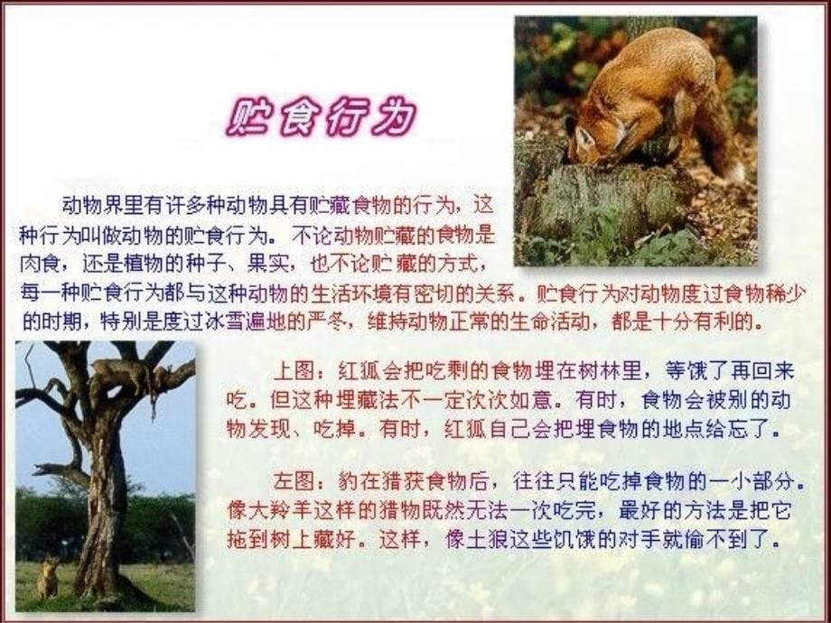 八年级生物第二节先天性行为和学习行为.ppt_第5页