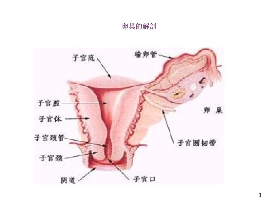 卵巢癌的护理ppt课件_第3页