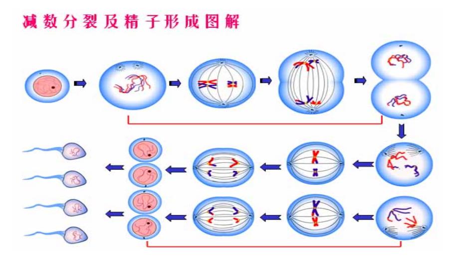 第二章基因和染色体的关系2_第4页