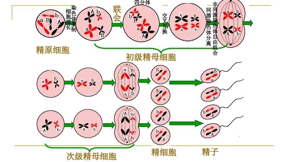 第二章基因和染色体的关系2_第5页