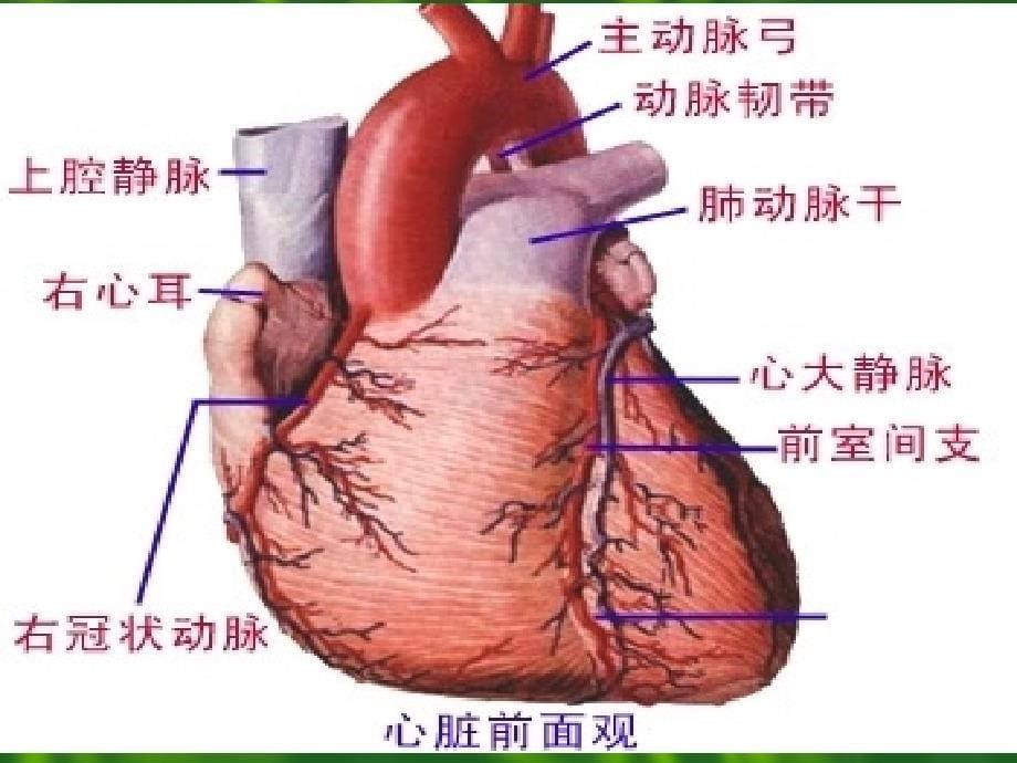 心电图简单识别方法PPT课件_第5页