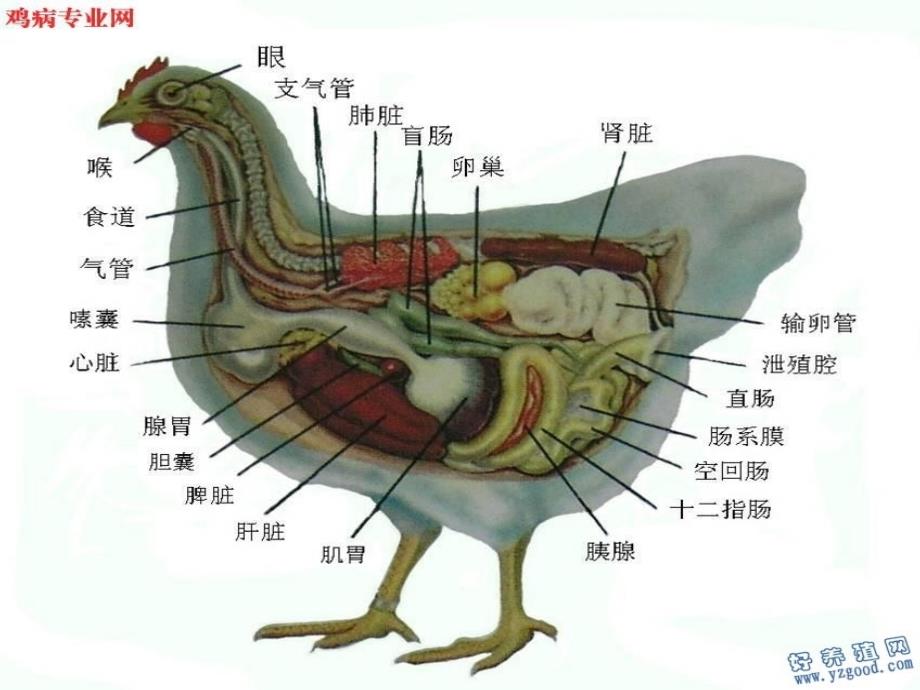 鸡解剖图及各器官常见病分析ppt课件_第2页