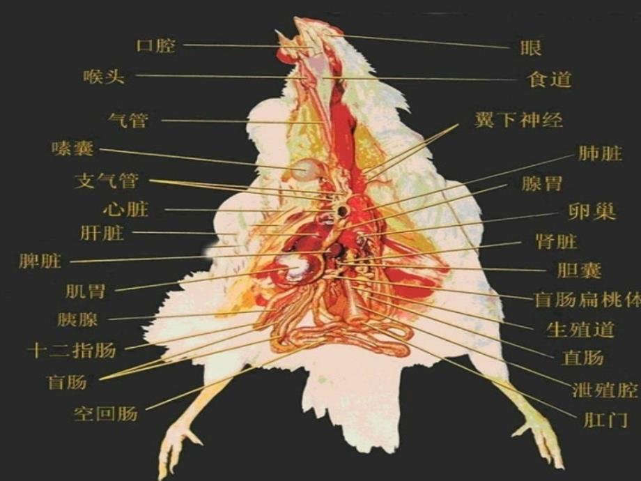 鸡解剖图及各器官常见病分析ppt课件_第3页