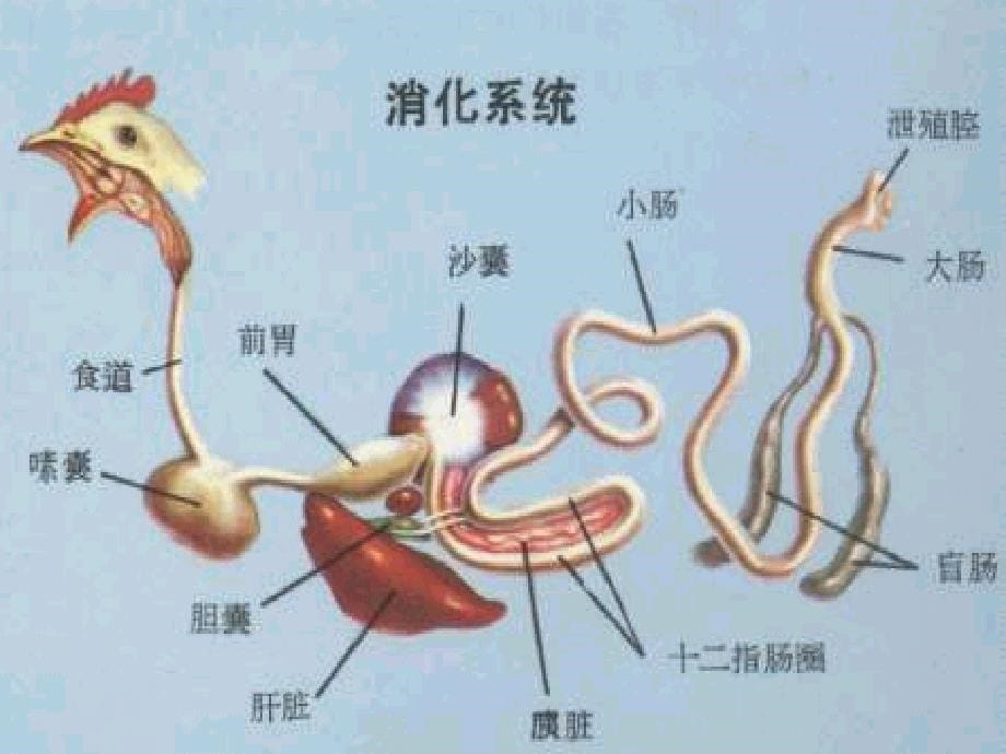 鸡解剖图及各器官常见病分析ppt课件_第5页