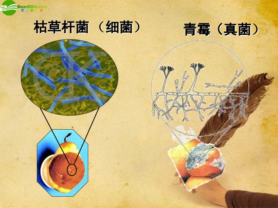 八年级生物上册细菌和真菌在自然界中的作用课件人教新课标版_第4页