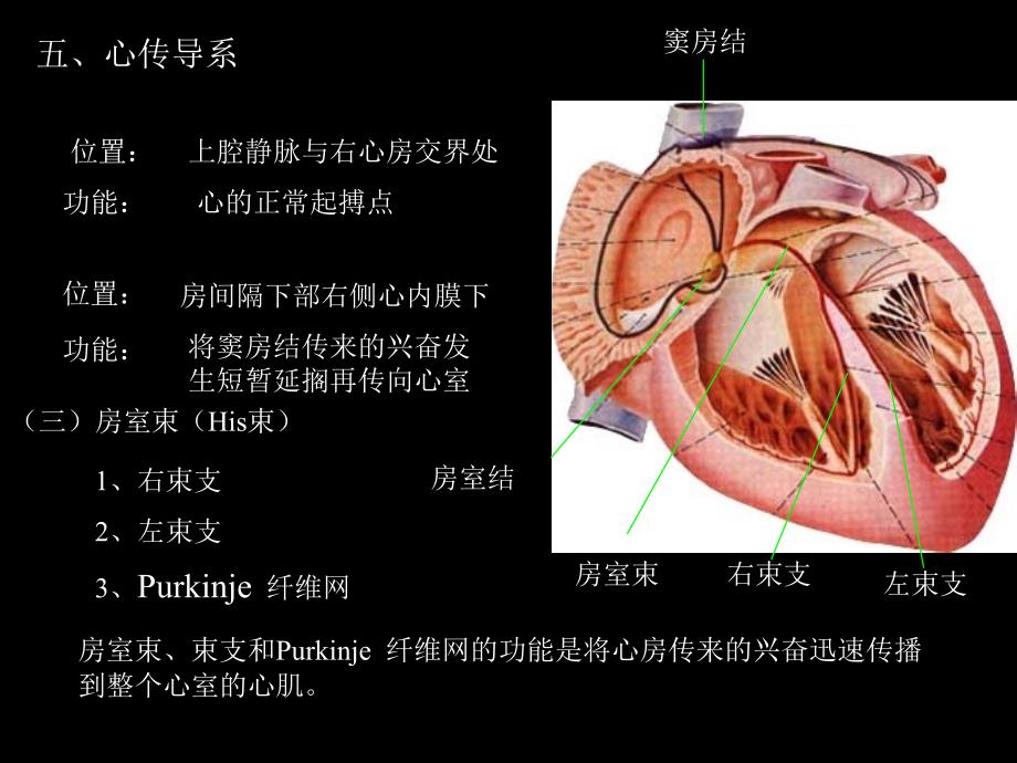 心脏传导系统解剖及心律失常机制_第3页