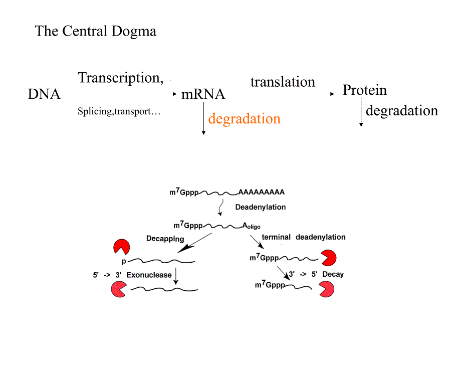 关于真核生物降解及代谢过程的计算机模拟_第3页