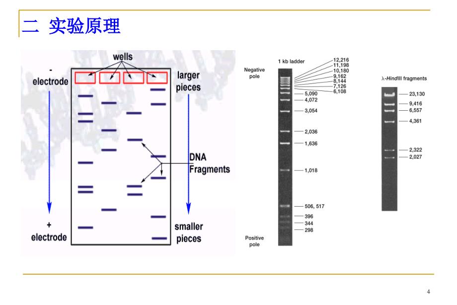 实验三DNA的琼脂糖凝胶电泳_第4页