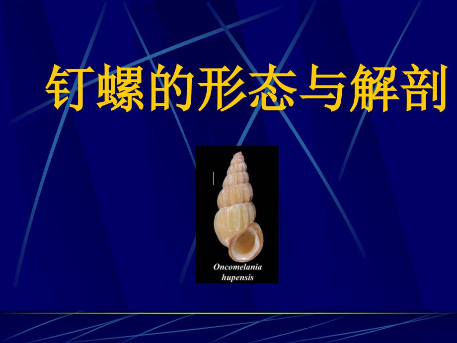 钉螺的形态与解剖.ppt_第2页