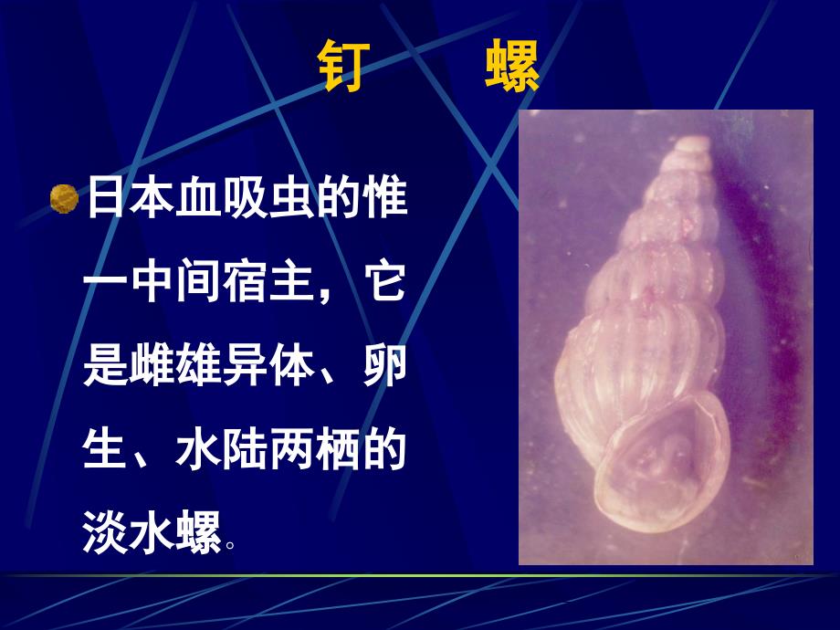 钉螺的形态与解剖.ppt_第3页