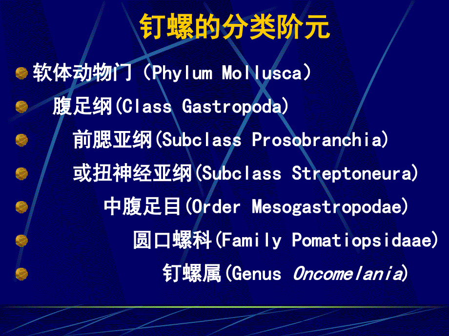 钉螺的形态与解剖.ppt_第4页