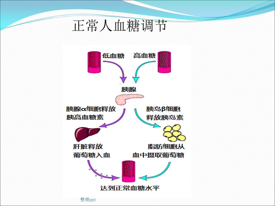 糖尿病药物篇.ppt1_第3页