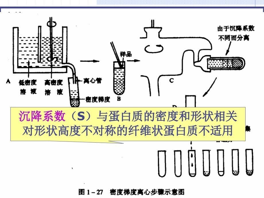 环境生物化学：第2章 蛋白质_第5页