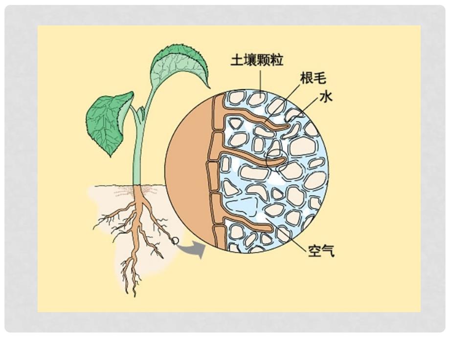 七年级生物上册 第三单元 第三章 绿色植物与生物圈的水循环教学课件 （新版）新人教版_第4页