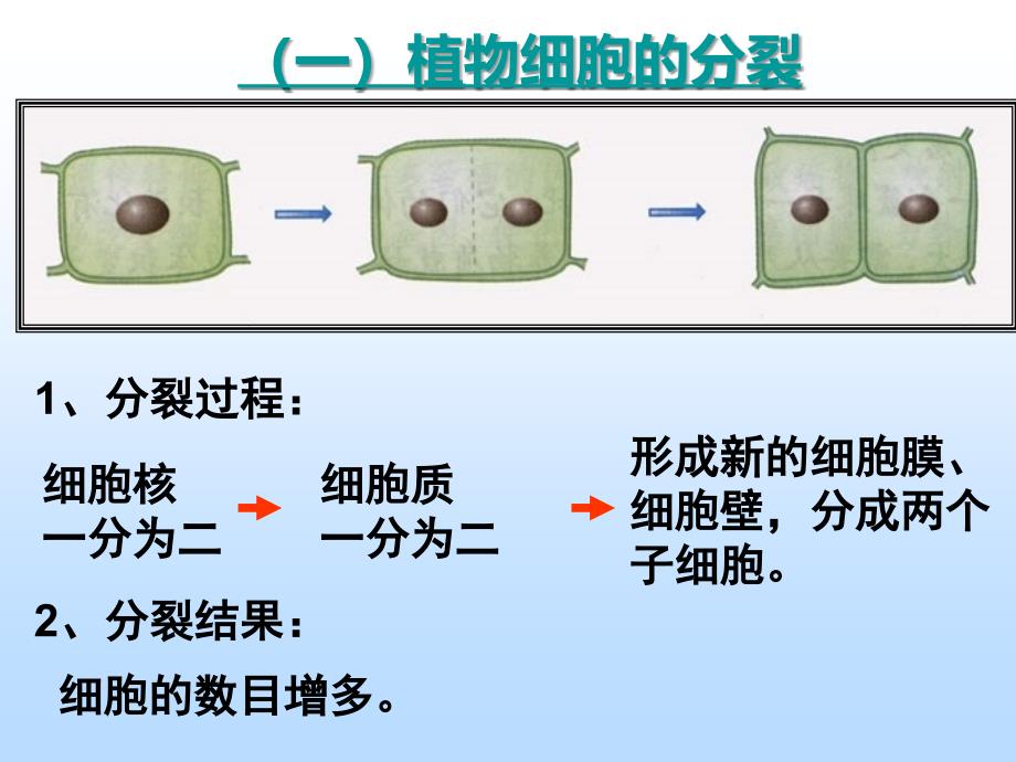 四、细胞的分裂与生长.ppt_第2页