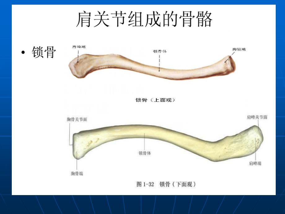 《肩关节解剖》PPT课件_第3页