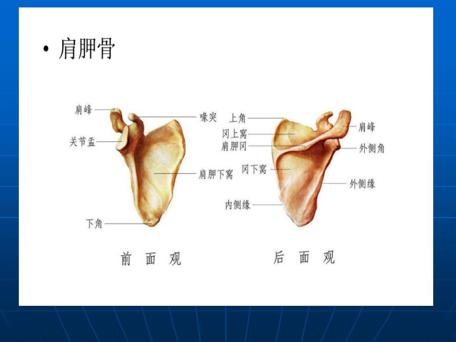 《肩关节解剖》PPT课件_第4页