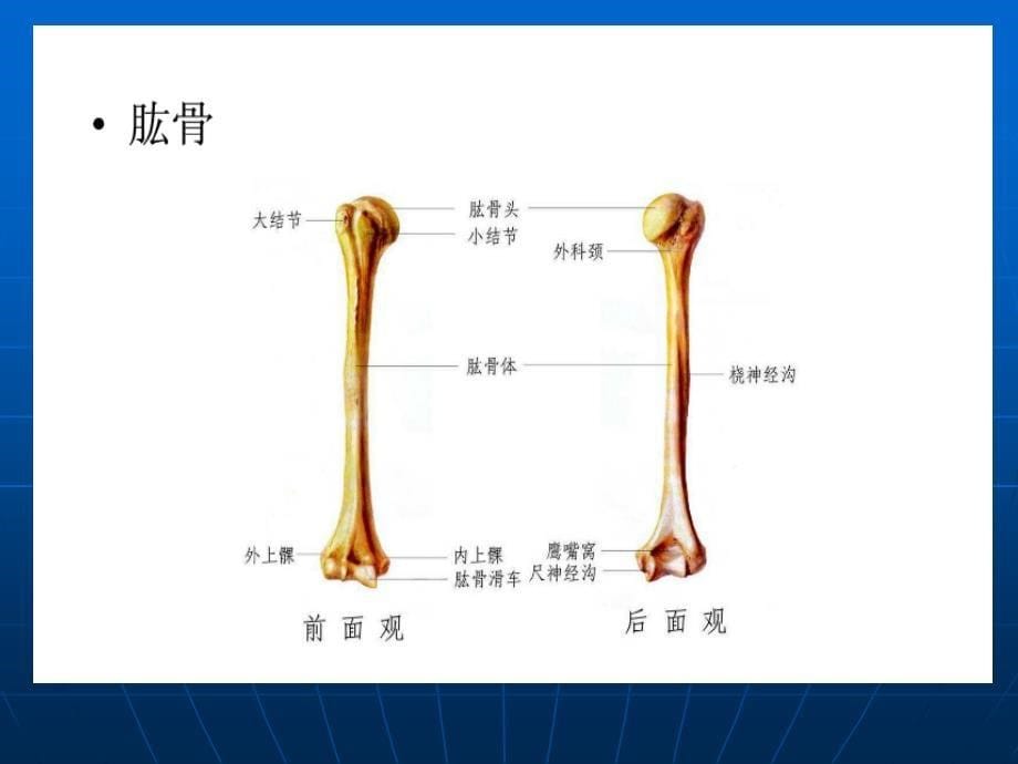 《肩关节解剖》PPT课件_第5页