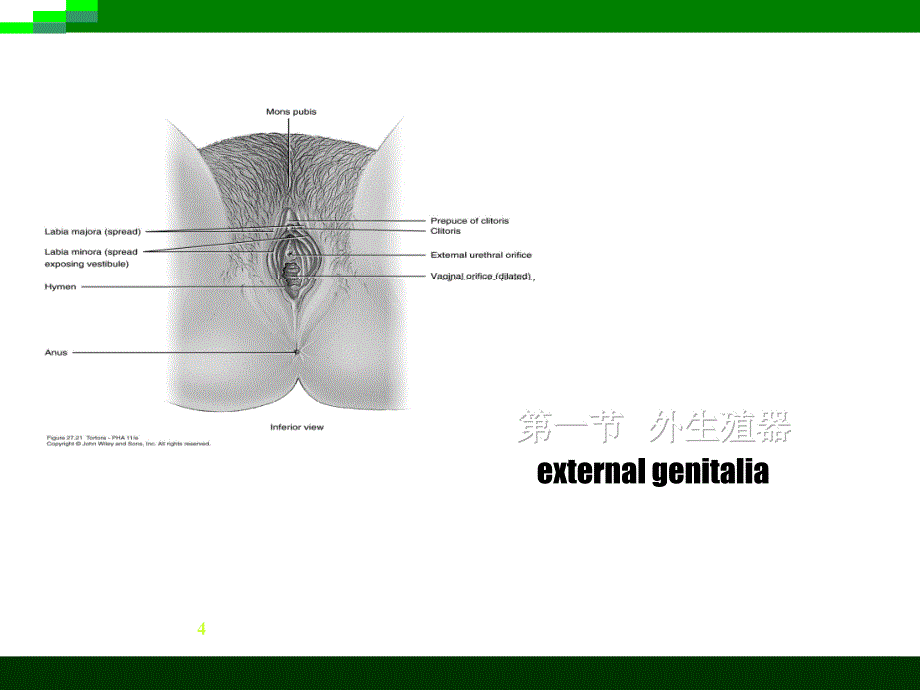 女性生殖系统解剖-妇产科学(本科)课件_第4页