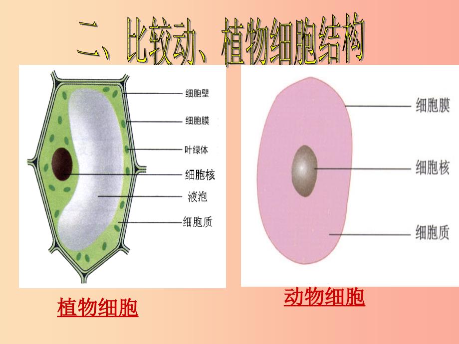 江苏省七年级生物下册8.1生物体的基本结构课件新版苏科版.ppt_第4页