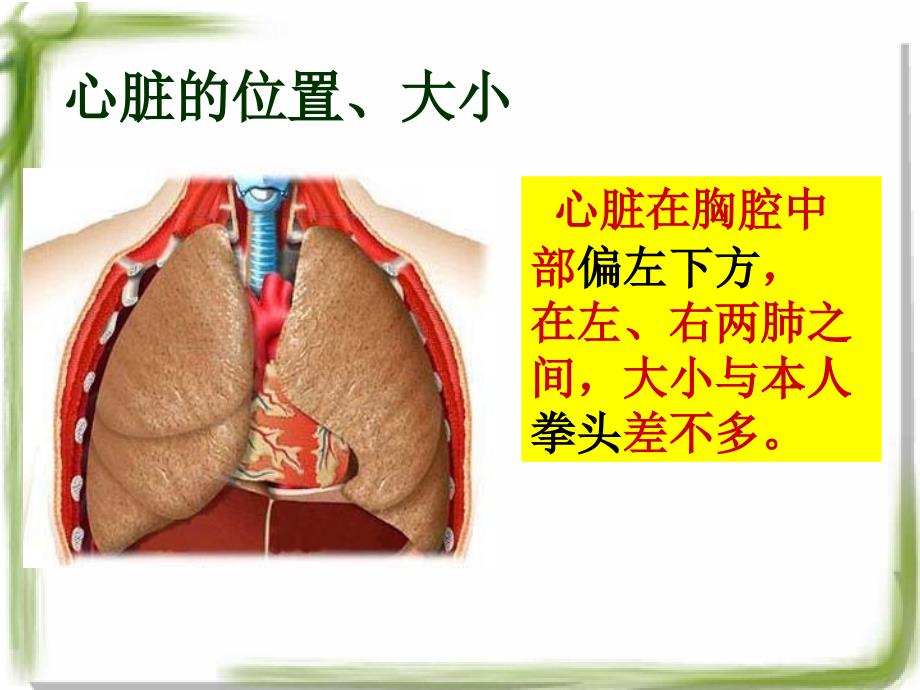 输送血液的泵-心脏.ppt_第3页