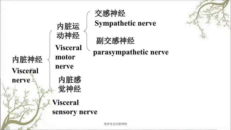 临床专业内脏神经课件_第5页