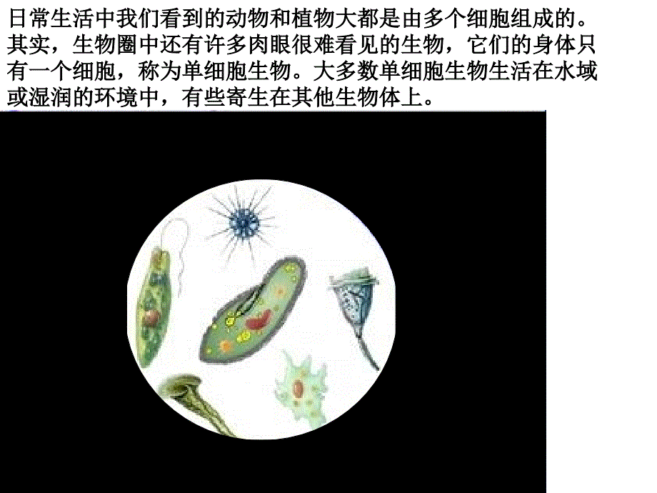 第四章第四节++++单细胞生物（共28张PPT）_第3页