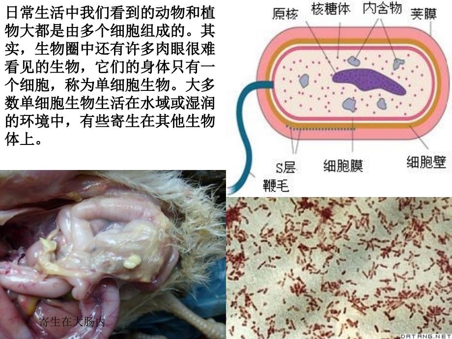 第四章第四节++++单细胞生物（共28张PPT）_第4页