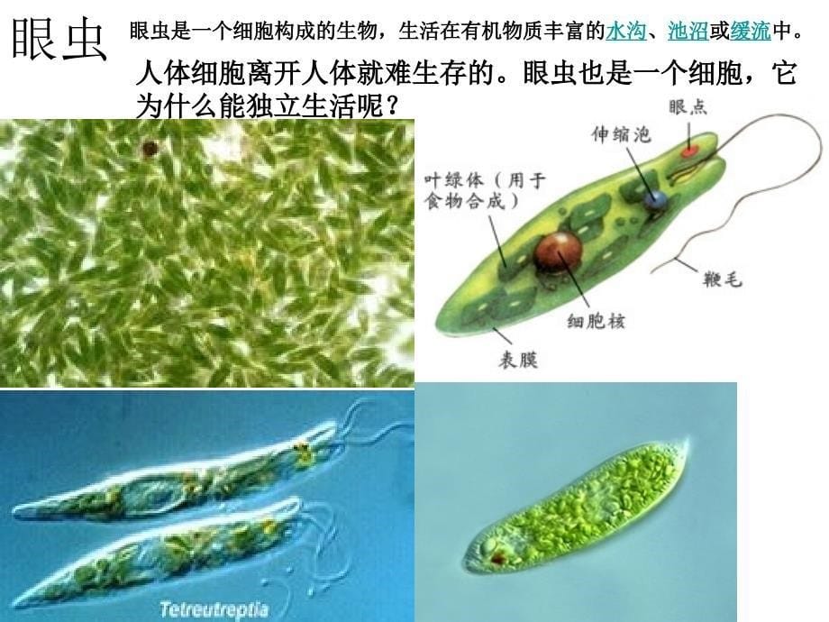 第四章第四节++++单细胞生物（共28张PPT）_第5页