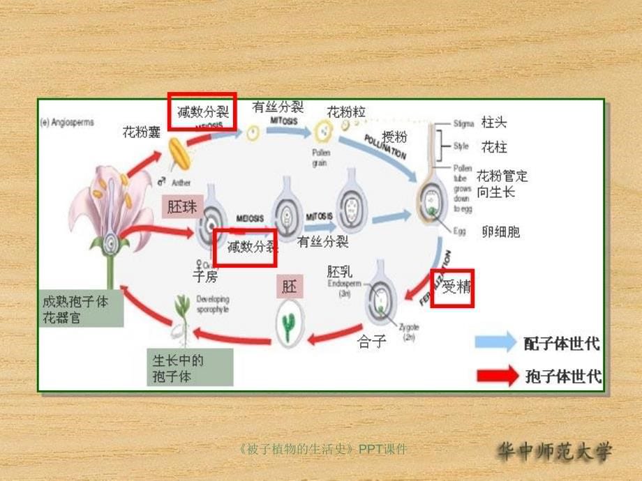 被子植物的生活史课件_第5页