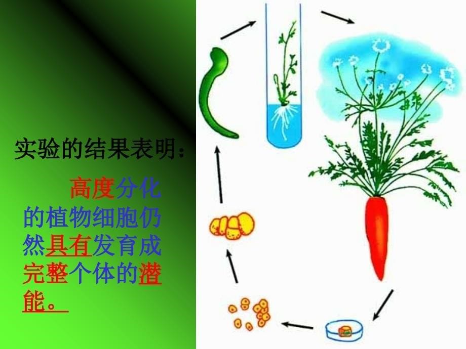 细胞的分化国兴中学张贤芳_第5页