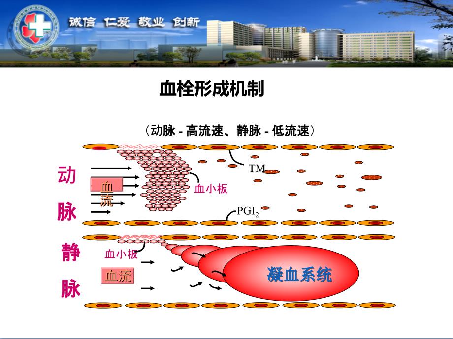 抗凝药物合理应用.ppt_第3页