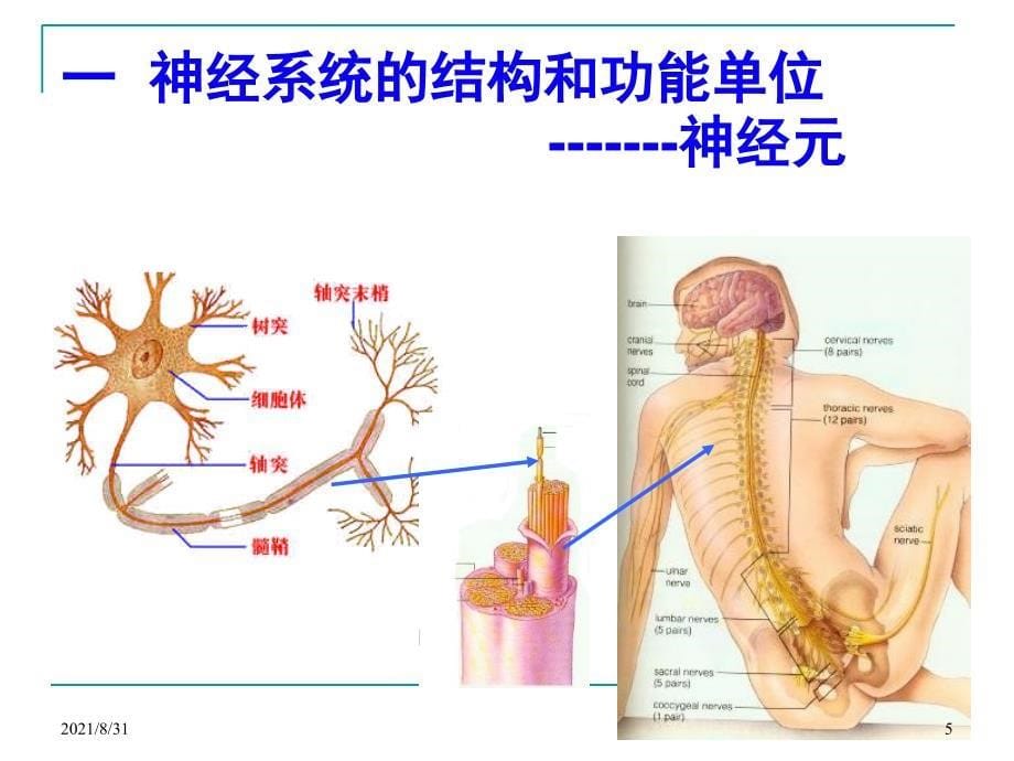 神经系统的结构与功能PPT课件_第5页