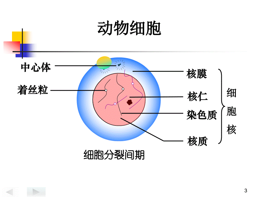 动物细胞有丝分裂ppt课件_第3页