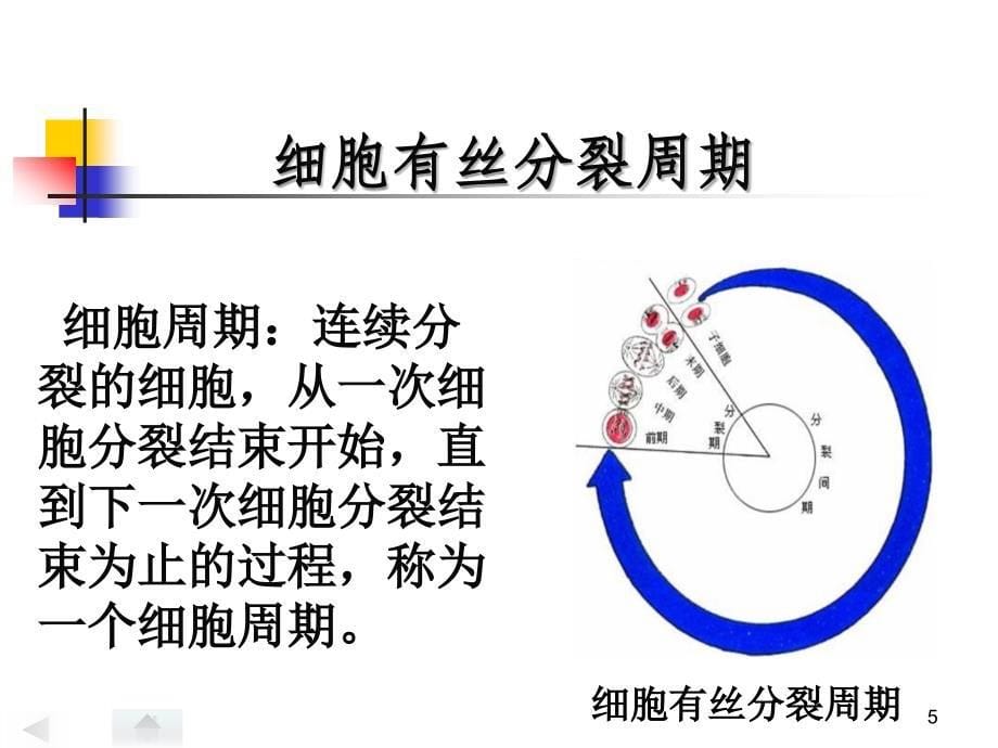 动物细胞有丝分裂ppt课件_第5页