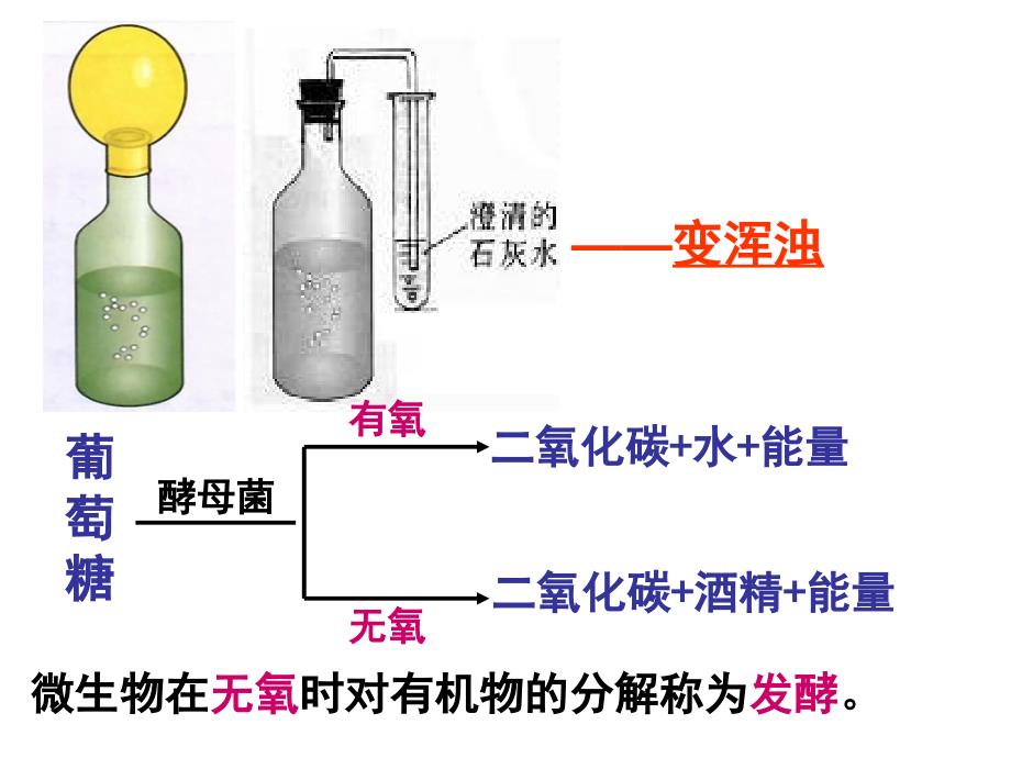 第二节_人类对细菌和真菌的利用_第3页