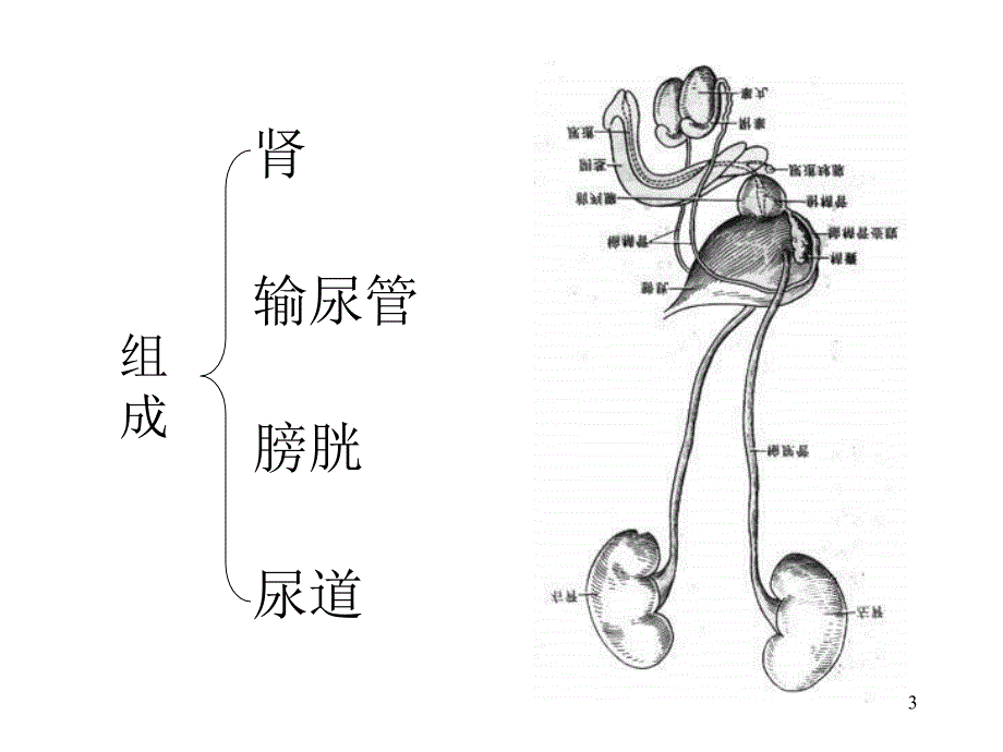 《泌尿系统》PPT课件 (2)_第3页